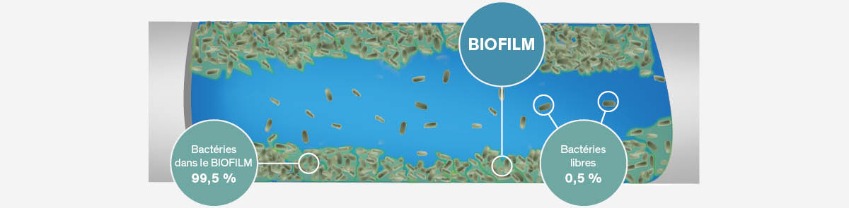 BIOFILM